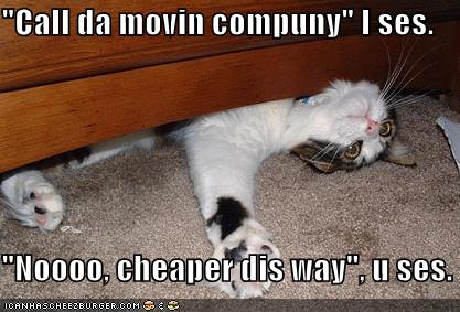 funny-pictures-cat-moving-furniture